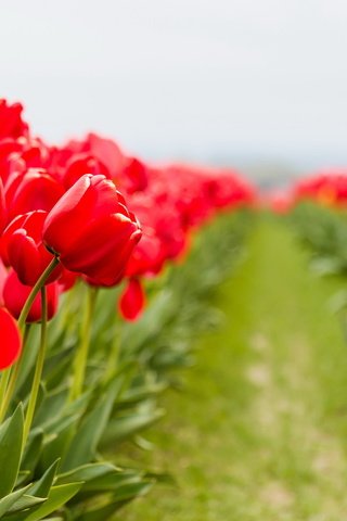 Обои цветы, макро, тюльпаны, flowers, macro, tulips разрешение 2048x1129 Загрузить