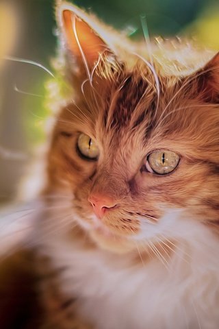 Обои глаза, фон, кот, усы, кошка, взгляд, рыжий, eyes, background, cat, mustache, look, red разрешение 1920x1200 Загрузить