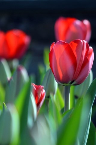 Обои бутоны, весна, тюльпаны, buds, spring, tulips разрешение 2400x1498 Загрузить