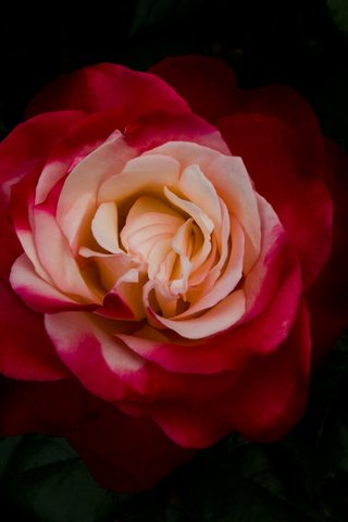 Обои цветок, роза, лепестки, бутон, flower, rose, petals, bud разрешение 2048x1365 Загрузить