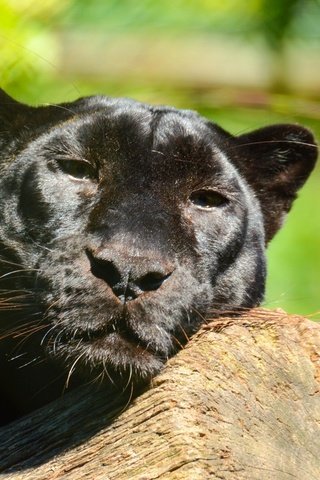 Обои морда, леопард, хищник, пантера, отдых, дикая кошка, пантера лежит, на бревне, face, leopard, predator, panther, stay, wild cat, panther lies, on the log разрешение 2048x1126 Загрузить