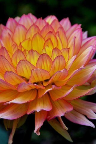 Обои макро, цветок, лепестки, георгин, macro, flower, petals, dahlia разрешение 2880x1920 Загрузить