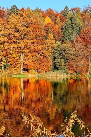 Обои деревья, озеро, лес, листья, отражение, парк, осень, скамья, trees, lake, forest, leaves, reflection, park, autumn, bench разрешение 2000x1333 Загрузить