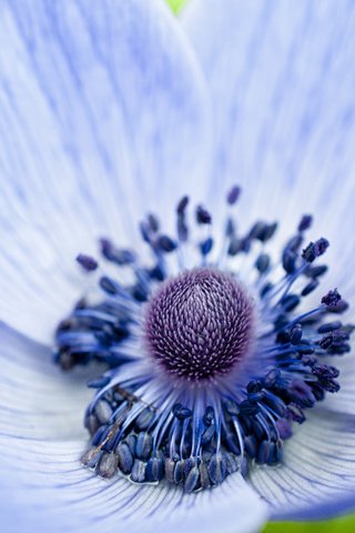 Обои фокус камеры, макро, цветок, лепестки, голубой, анемона, ветреница, голубой цветок, the focus of the camera, macro, flower, petals, blue, anemone разрешение 2048x1360 Загрузить