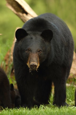 Обои животные, семья, медведи, стойка, медведица, медвежата, барибал, чёрный медведь, animals, family, bears, stand, bear, baribal, black bear разрешение 2048x1365 Загрузить