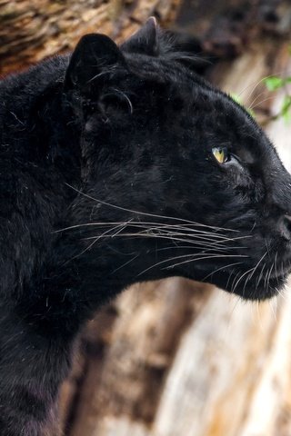 Обои черный, леопард, хищник, профиль, пантера, black, leopard, predator, profile, panther разрешение 2400x1516 Загрузить