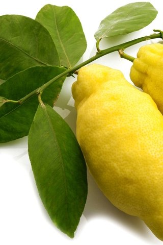 Обои фрукты, желтые, лимоны, цитрусы, fruit, yellow, lemons, citrus разрешение 1920x1267 Загрузить