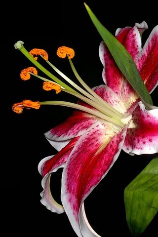 Обои макро, цветок, лилия, macro, flower, lily разрешение 2560x1920 Загрузить