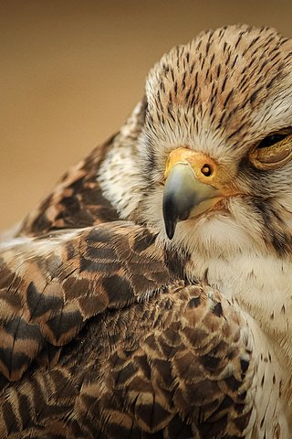 Обои хищник, птица, клюв, перья, predator, bird, beak, feathers разрешение 3530x2356 Загрузить