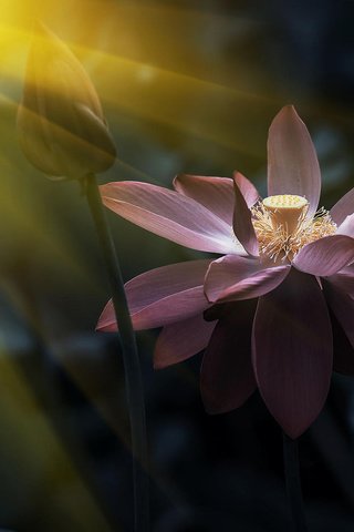 Обои природа, лотос, солнечный свет, розовый лотос, nature, lotus, sunlight, pink lotus разрешение 1920x1200 Загрузить