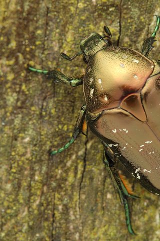 Обои дерево, жук, макро, насекомое, кора, бронзовка, tree, beetle, macro, insect, bark, brantovka разрешение 2400x1350 Загрузить