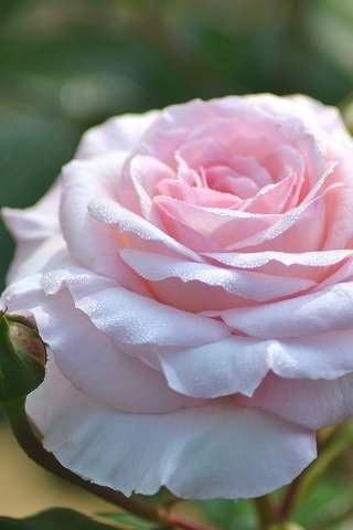 Обои бутоны, макро, роза, розовый, нежность, buds, macro, rose, pink, tenderness разрешение 2048x1365 Загрузить
