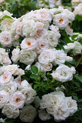 Обои цветы, розы, куст, белые, flowers, roses, bush, white разрешение 2400x1555 Загрузить