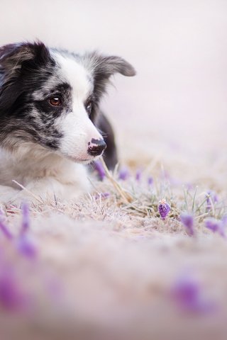 Обои цветы, взгляд, собака, друг, бордер-колли, flowers, look, dog, each, the border collie разрешение 2000x1333 Загрузить