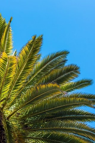 Обои небо, листья, пальма, the sky, leaves, palma разрешение 2880x1920 Загрузить