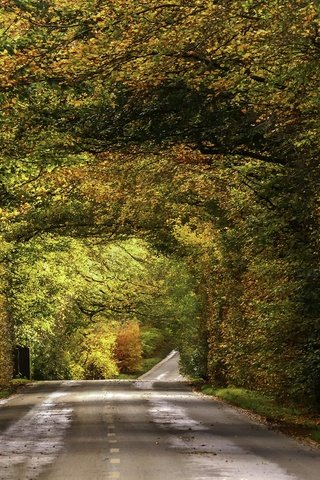Обои дорога, листва, осень, опадают, осен, автодорога, road, foliage, autumn, fall разрешение 2009x1314 Загрузить