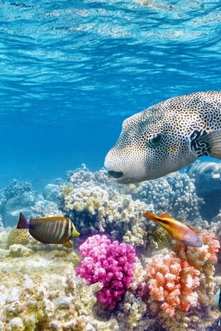 Обои море, рыбы, океан, кораллы, риф, подводный мир, sea, fish, the ocean, corals, reef, underwater world разрешение 2560x1600 Загрузить