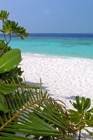 Обои пляж, тропики, beach, tropics разрешение 3264x2448 Загрузить
