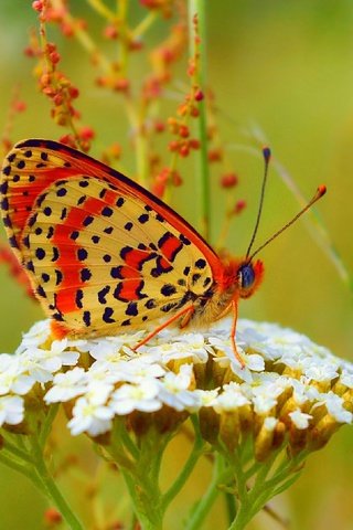 Обои лето, бабочка, summer, butterfly разрешение 3000x1841 Загрузить
