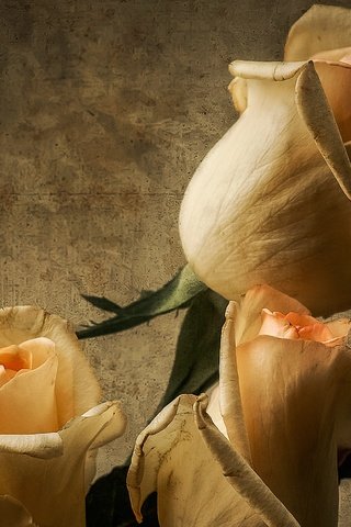 Обои бутоны, розы, лепестки, букет, buds, roses, petals, bouquet разрешение 2560x1769 Загрузить