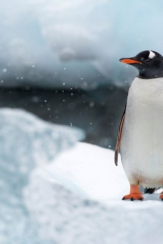 Обои снег, природа, лёд, птица, клюв, остров, пингвин, антарктида, snow, nature, ice, bird, beak, island, penguin, antarctica разрешение 1920x1200 Загрузить