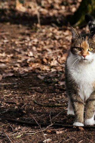 Обои природа, фон, кошка, nature, background, cat разрешение 2048x1361 Загрузить