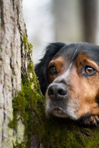 Обои дерево, взгляд, собака, мох, друг, tree, look, dog, moss, each разрешение 5184x3456 Загрузить