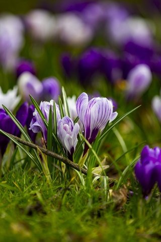 Обои цветы, трава, весна, крокусы, flowers, grass, spring, crocuses разрешение 1920x1280 Загрузить