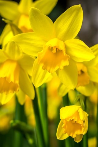 Обои цветы, макро, весна, нарциссы, желтые, flowers, macro, spring, daffodils, yellow разрешение 3600x2400 Загрузить