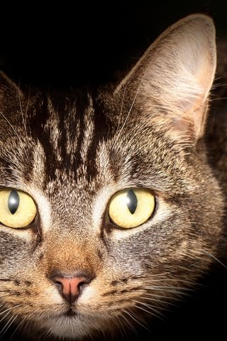 Обои глаза, кошка, взгляд, eyes, cat, look разрешение 2048x1463 Загрузить