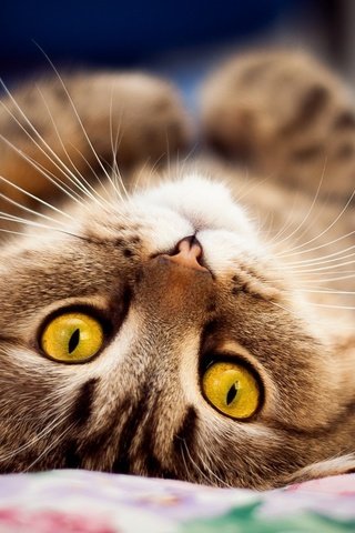 Обои глаза, кот, мордочка, милый, eyes, cat, muzzle, cute разрешение 1920x1200 Загрузить