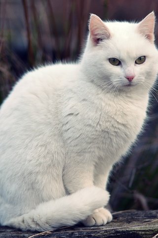 Обои трава, кот, мордочка, кошка, взгляд, белая, боке, grass, cat, muzzle, look, white, bokeh разрешение 3000x2000 Загрузить