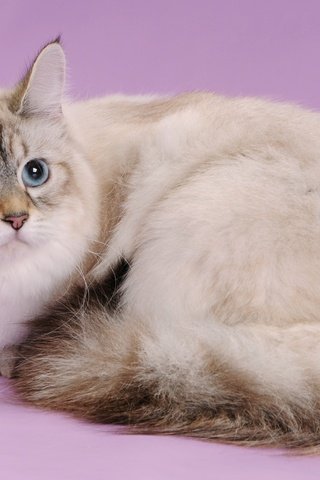 Обои глаза, кот, шерсть, кошка, взгляд, порода, невская, eyes, cat, wool, look, breed, nevskaya разрешение 2400x1594 Загрузить