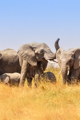 Обои природа, африка, слоны, nature, africa, elephants разрешение 2048x1313 Загрузить