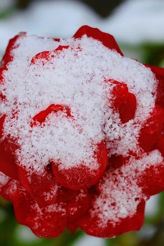 Обои снег, зима, цветок, роза, красная, красная роза, snow, winter, flower, rose, red, red rose разрешение 3000x1798 Загрузить