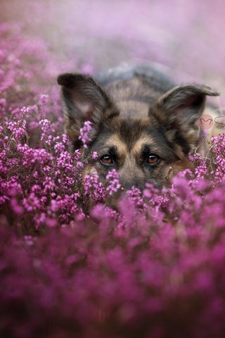 Обои морда, цветы, взгляд, собака, немецкая овчарка, face, flowers, look, dog, german shepherd разрешение 2048x1367 Загрузить