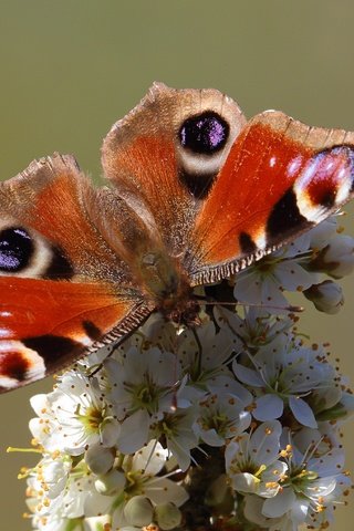 Обои насекомое, бабочка, животное, цветки, insect, butterfly, animal, flowers разрешение 4104x2767 Загрузить