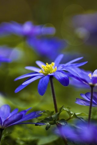 Обои цветы, синие, анемоны, ветреница, flowers, blue, anemones, anemone разрешение 2048x1152 Загрузить