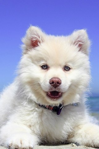 Обои собака, щенок, финский лаппхунд, лопарская лайка, dog, puppy, finnish lapphund, loparskaya husky разрешение 4941x3293 Загрузить