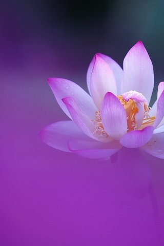 Обои фон, цветок, лепестки, лотос, background, flower, petals, lotus разрешение 2048x1536 Загрузить