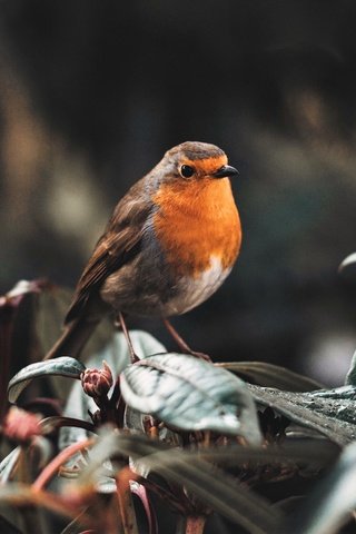 Обои природа, птица, зарянка, малиновка, nature, bird, robin разрешение 4711x3141 Загрузить