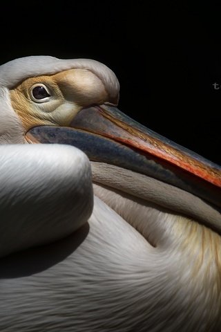 Обои фон, птица, клюв, черный фон, пеликан, background, bird, beak, black background, pelican разрешение 2048x1367 Загрузить