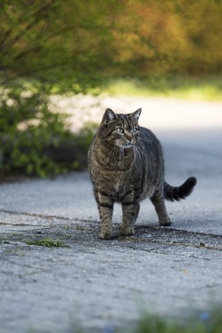 Обои кот, кошка, взгляд, серый, улица, cat, look, grey, street разрешение 6016x4016 Загрузить