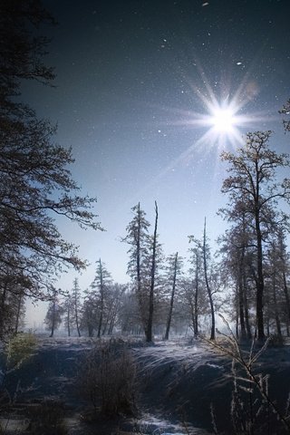 Обои ночь, деревья, снег, лес, пейзаж, night, trees, snow, forest, landscape разрешение 2560x1920 Загрузить