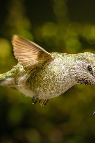 Обои полет, цветок, крылья, птица, клюв, нектар, колибри, flight, flower, wings, bird, beak, nectar, hummingbird разрешение 2048x1366 Загрузить