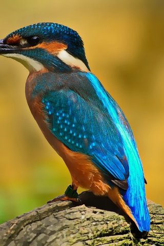 Обои природа, птица, клюв, оперение, зимородок, nature, bird, beak, tail, kingfisher разрешение 4608x3072 Загрузить