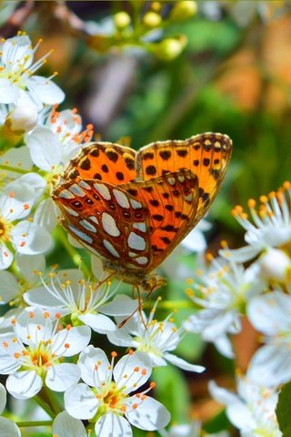 Обои цветение, макро, насекомое, бабочка, весна, flowering, macro, insect, butterfly, spring разрешение 3004x1893 Загрузить