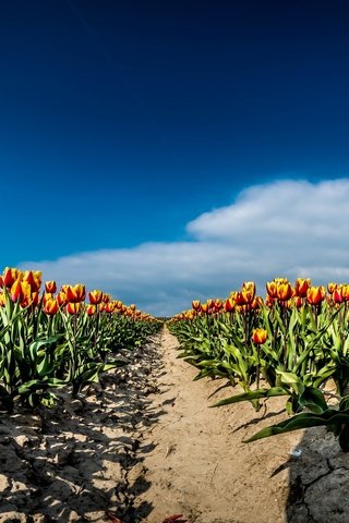 Обои небо, цветы, облака, поле, весна, тюльпаны, the sky, flowers, clouds, field, spring, tulips разрешение 2667x1440 Загрузить