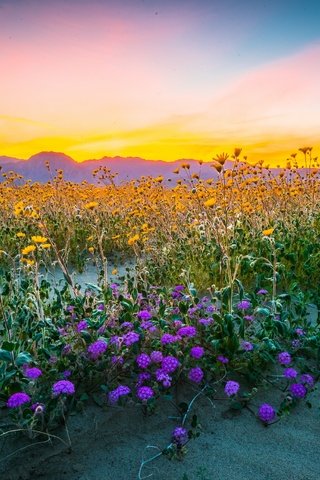 Обои цветы, горы, природа, поле, полевые цветы, flowers, mountains, nature, field, wildflowers разрешение 2560x1708 Загрузить