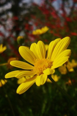Обои цветы, природа, ромашки, желтые, желтые цветы, flowers, nature, chamomile, yellow, yellow flowers разрешение 4208x2368 Загрузить